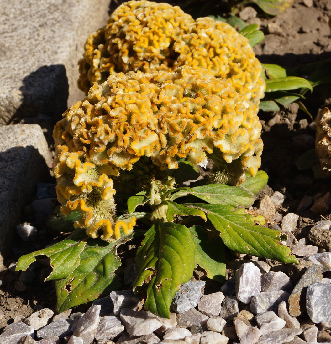 Изображение особи Celosia cristata.