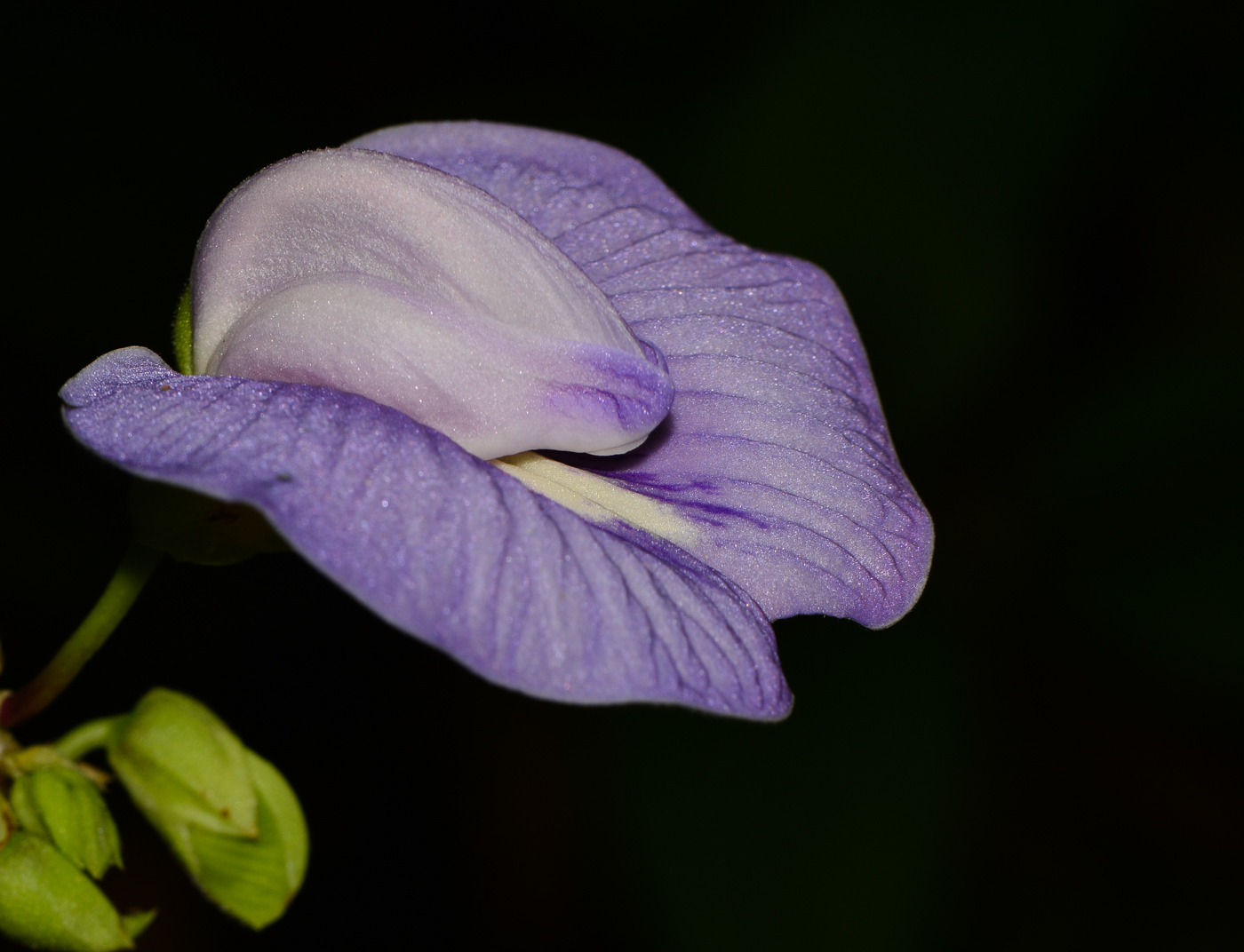 Image of Clitoria macrophylla specimen.