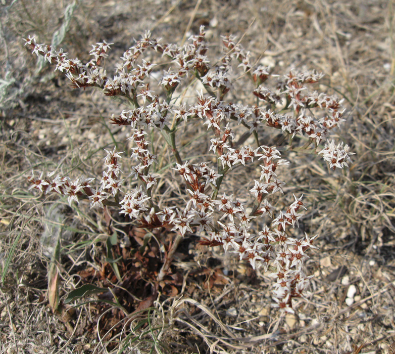 Image of Goniolimon orae-syvashicae specimen.