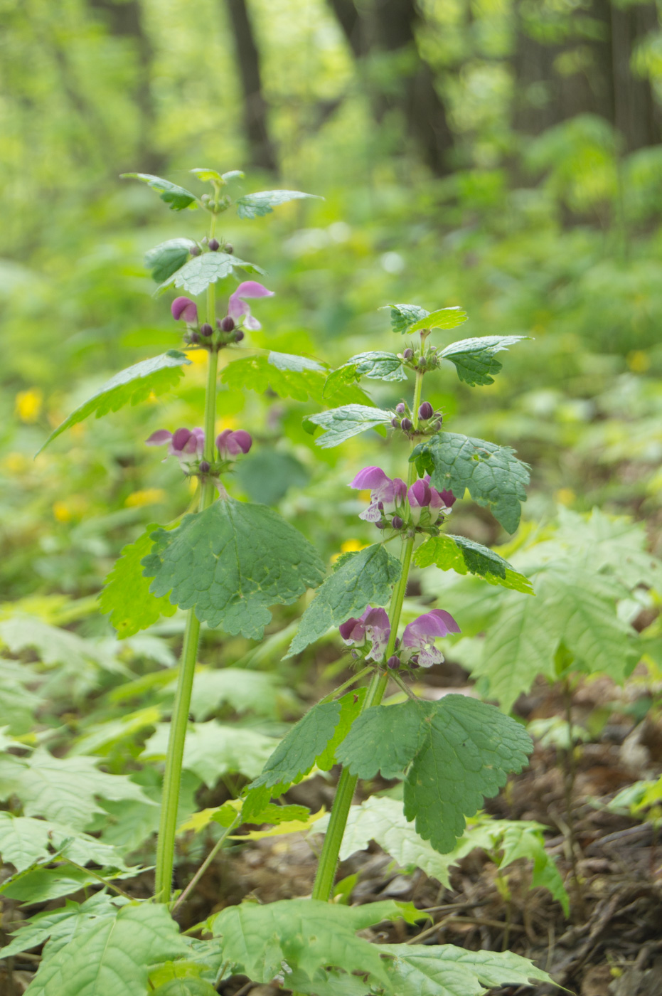 Изображение особи Lamium maculatum.