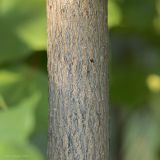 Acer platanoides. Участок ствола с корой. Саратов, Лысая гора. 13.09.2014.