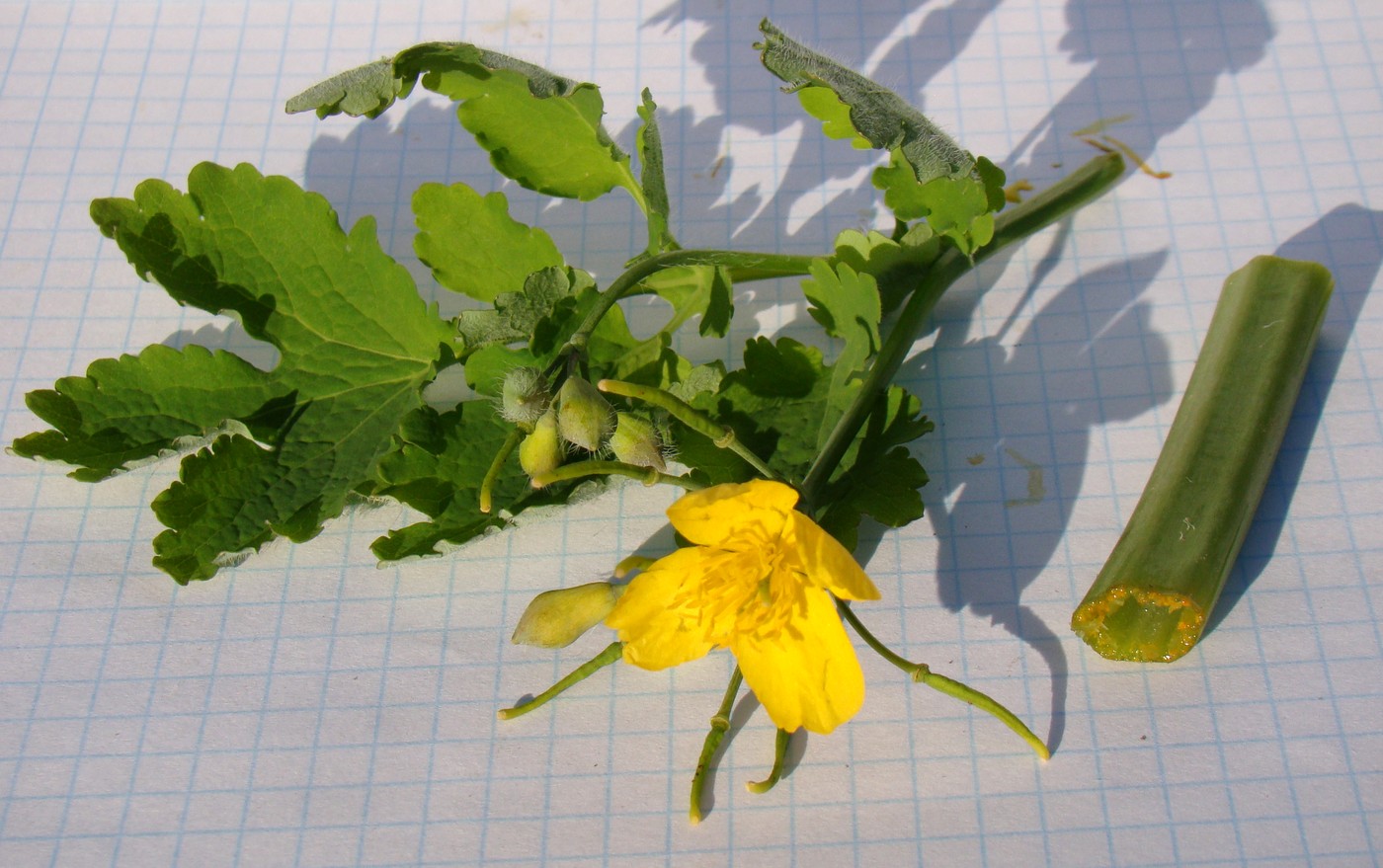 Image of Chelidonium majus specimen.