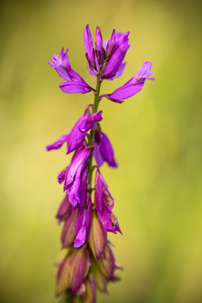 Изображение особи Polygala major.