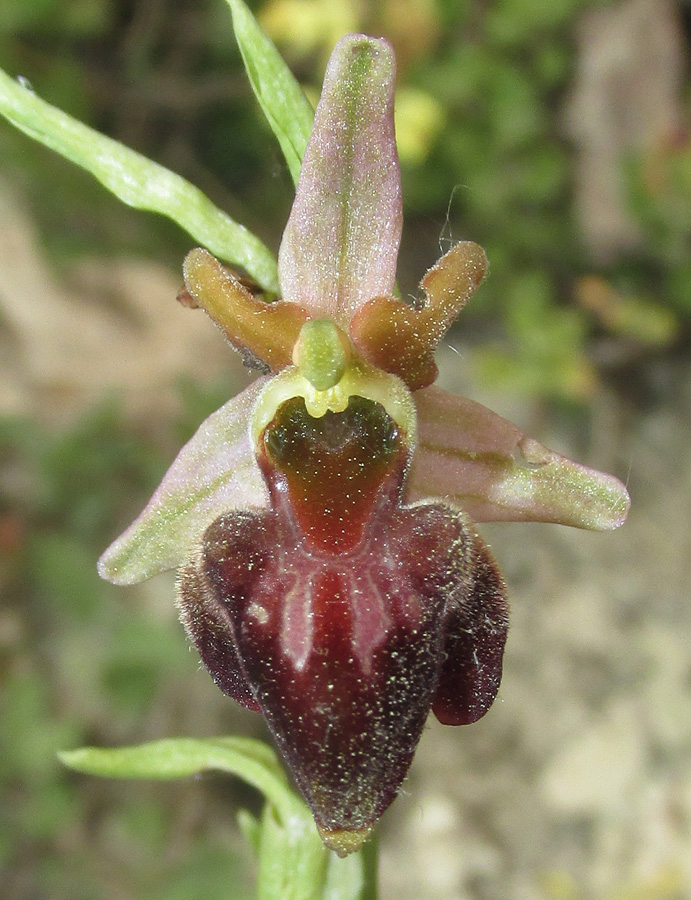 Image of Ophrys mammosa ssp. caucasica specimen.