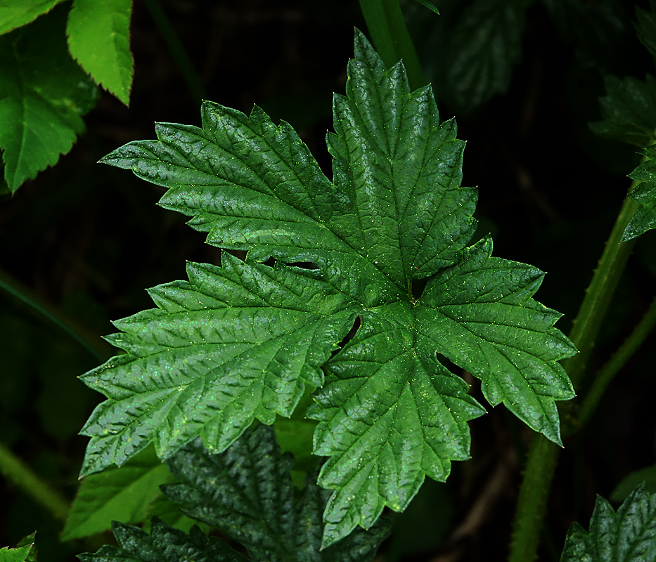 Image of Humulus lupulus specimen.