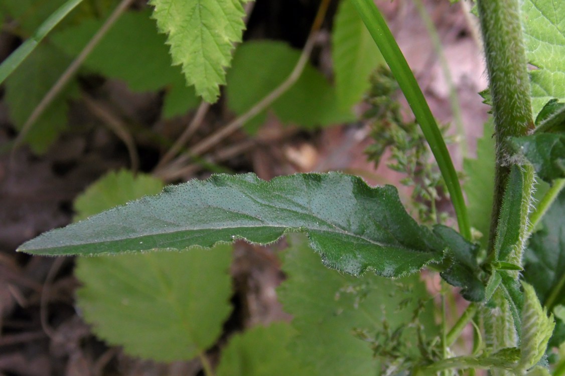 Image of Campanula praealta specimen.