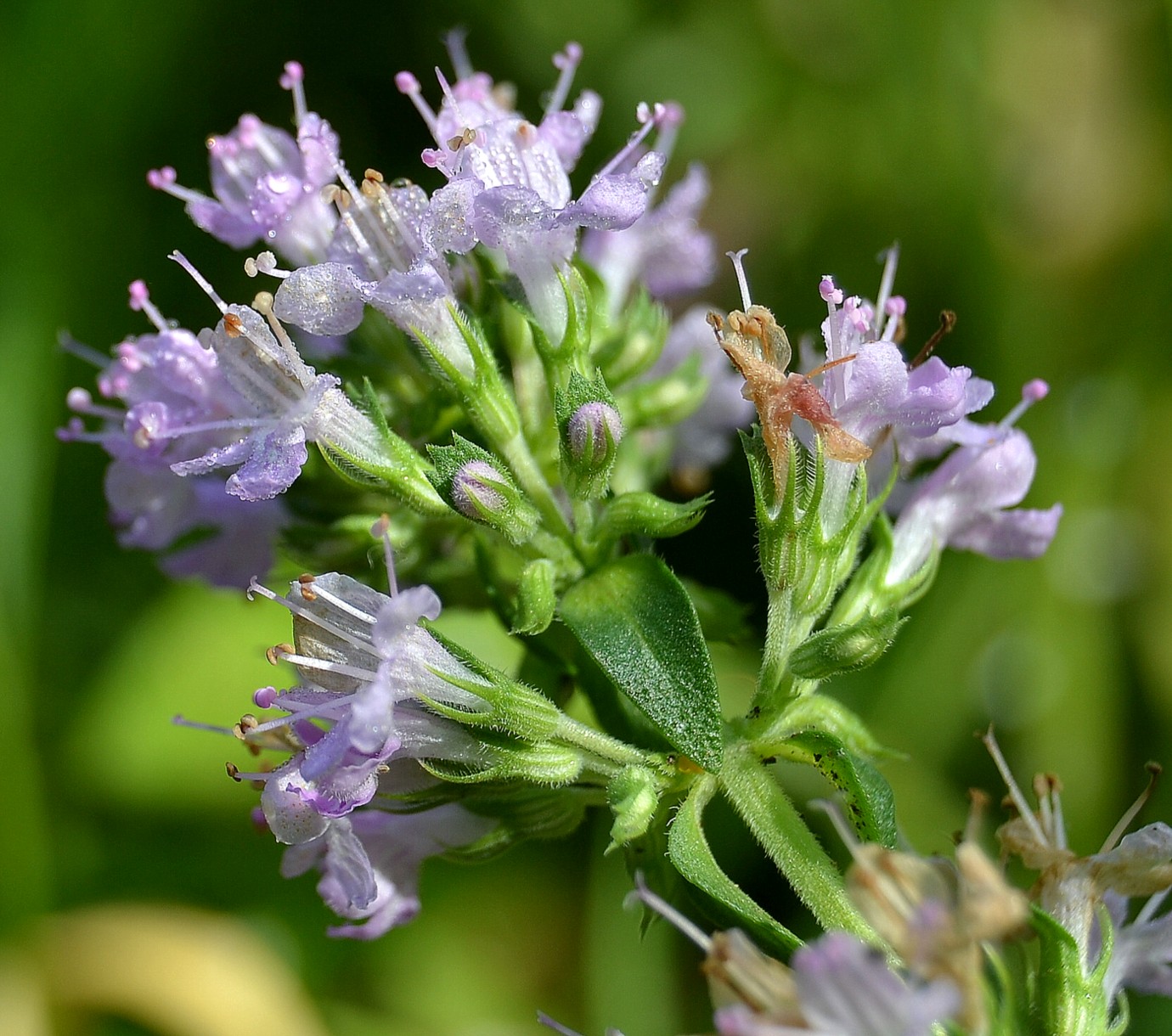 Изображение особи Thymus kirgisorum.