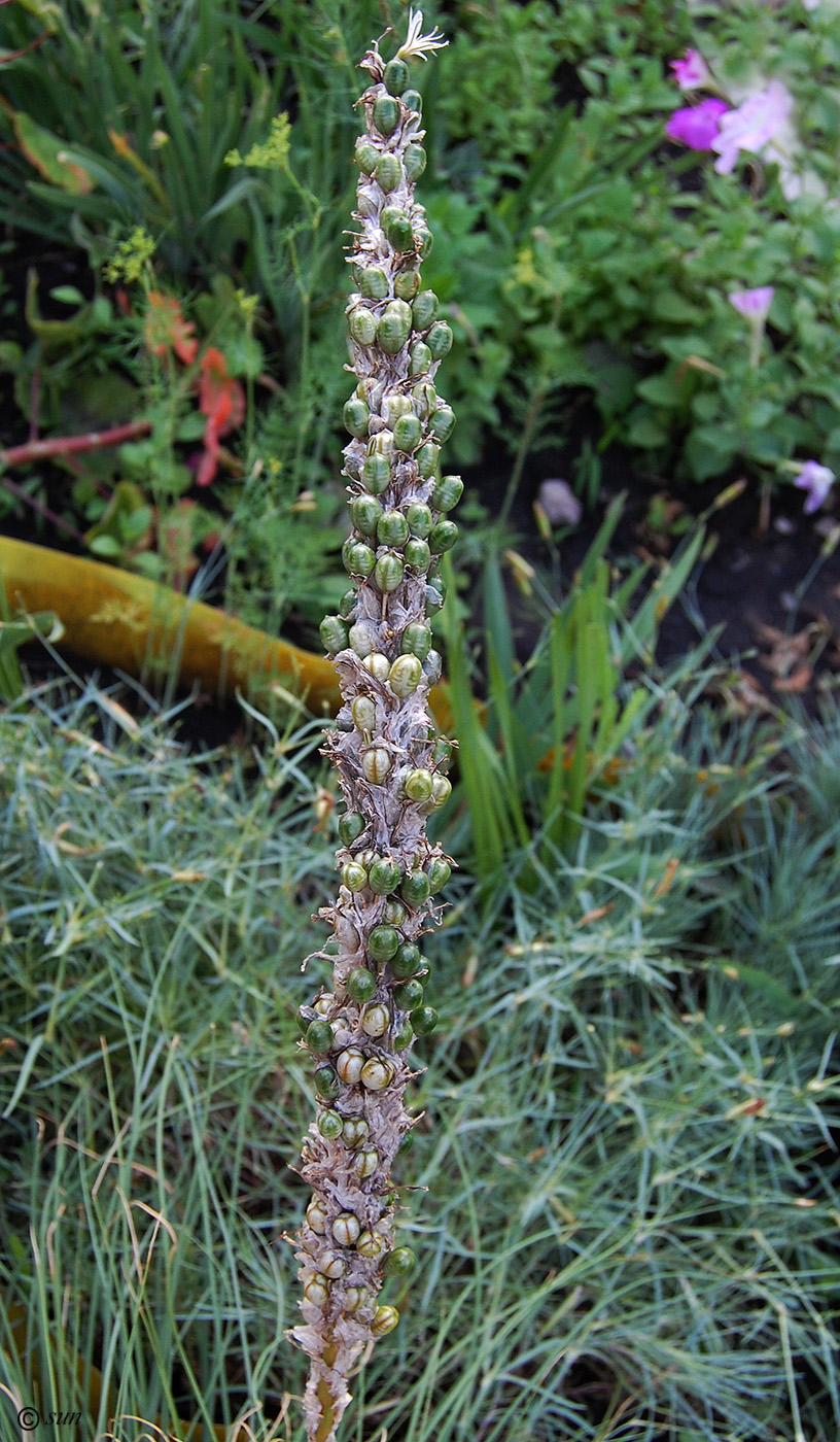 Image of Asphodeline taurica specimen.