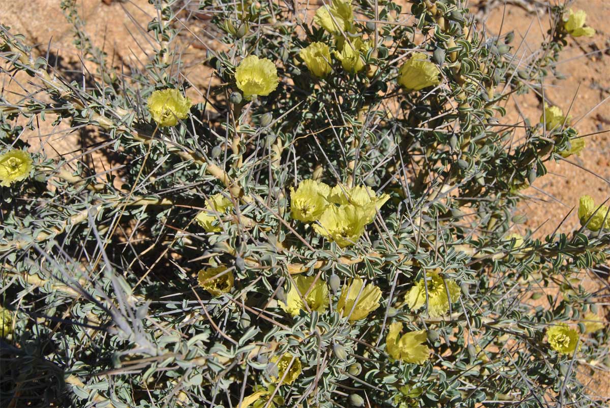 Image of Sarcocaulon lheritieri specimen.