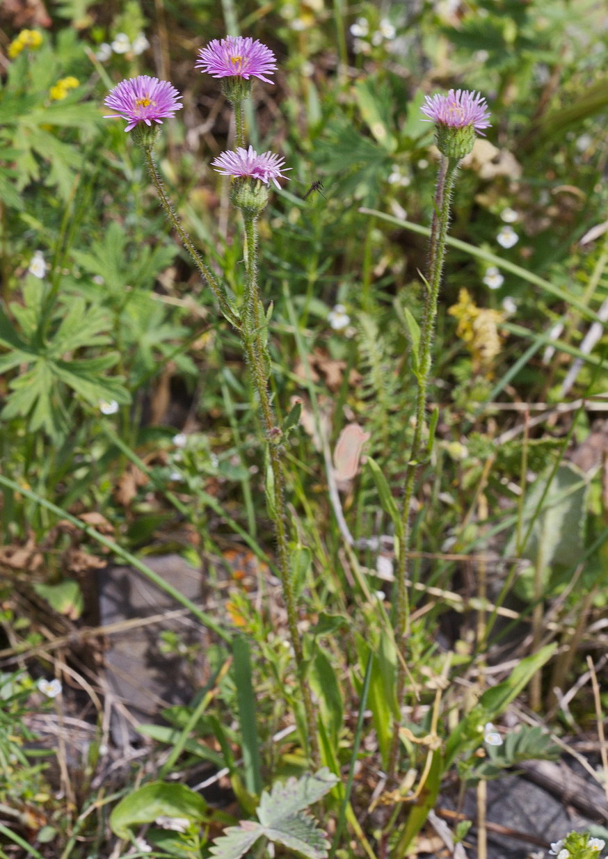 Изображение особи Erigeron pseudoseravschanicus.