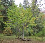 Magnolia hypoleuca. Взрослое растение с листьями, принимающими осеннюю окраску. Приморский край, окр. пос. Горнотаёжное, дендрарий Горно-таёжной станции, в культуре. 02.10.2017.