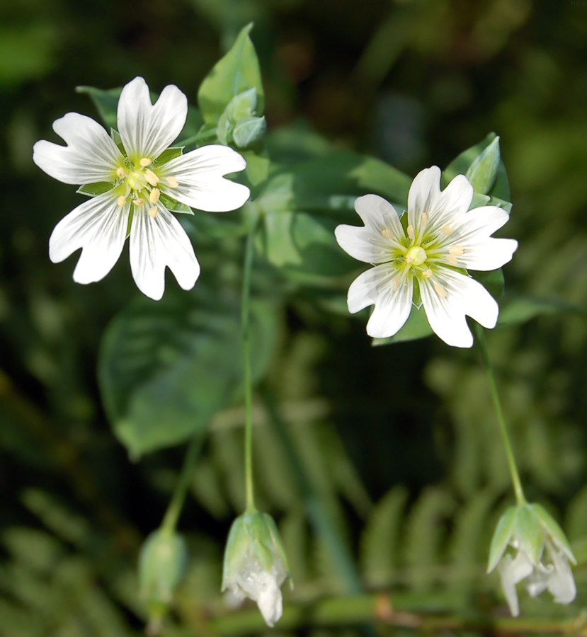 Изображение особи Cerastium davuricum.