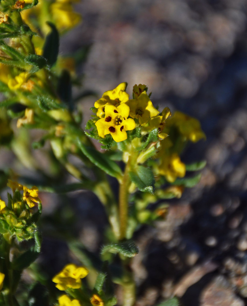 Изображение особи Arnebia guttata.