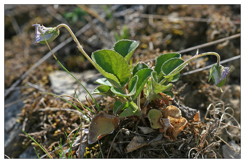 Image of Viola rupestris specimen.