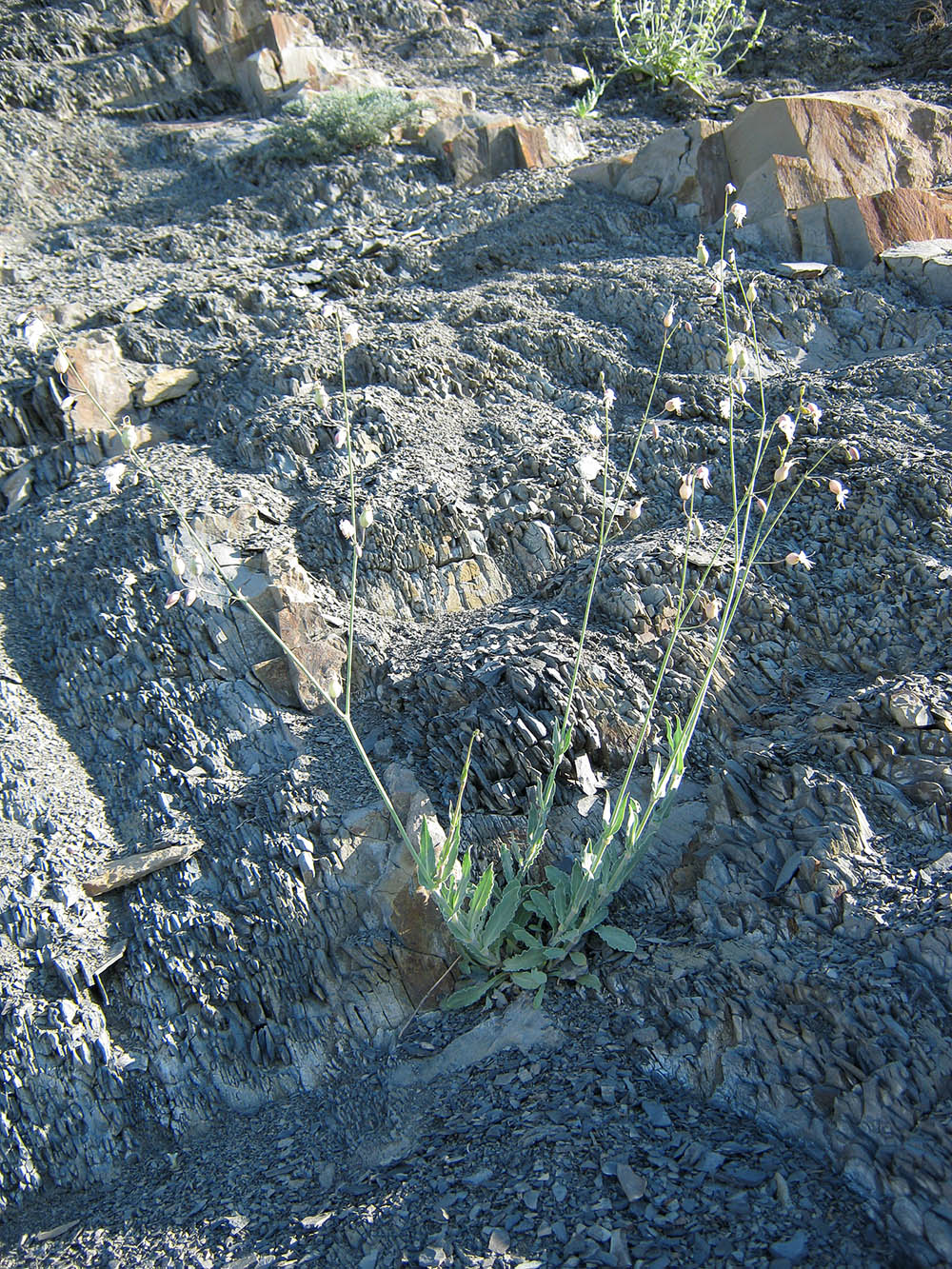 Image of Oberna crispata specimen.