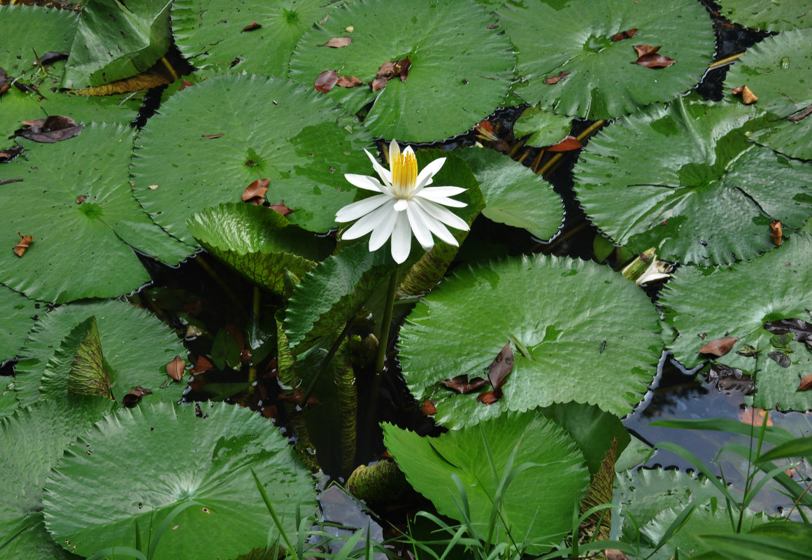 Image of Nymphaea lotus specimen.