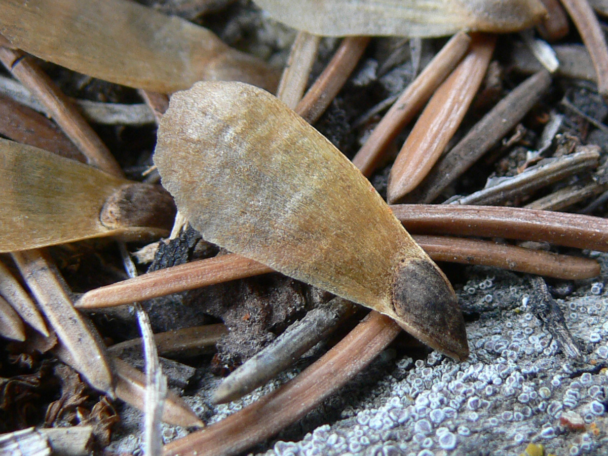 Image of Picea obovata specimen.