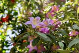 Lagunaria patersonia. Верхушка побега с цветками и бутоном. Израиль, г. Бат-Ям, в озеленении. 13.05.2018.