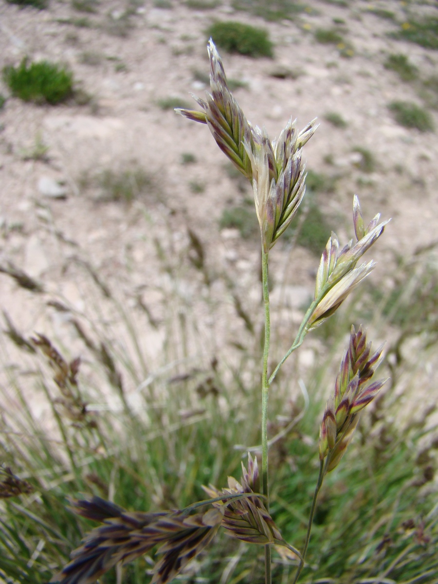 Изображение особи Festuca olgae.