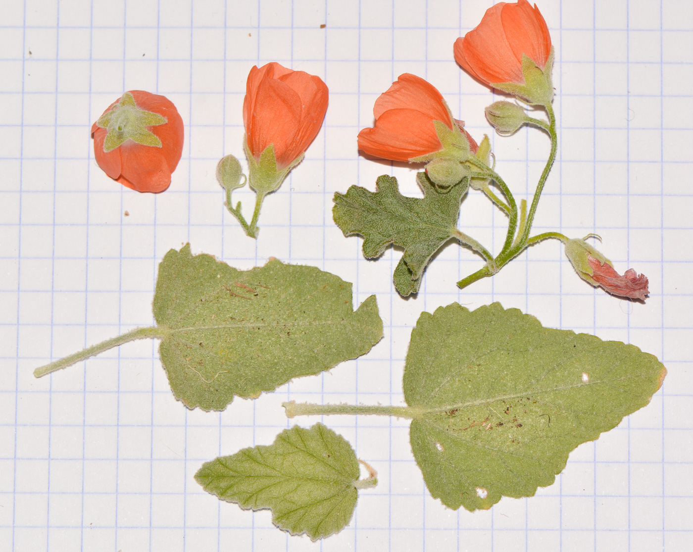 Image of Sphaeralcea grossulariifolia specimen.