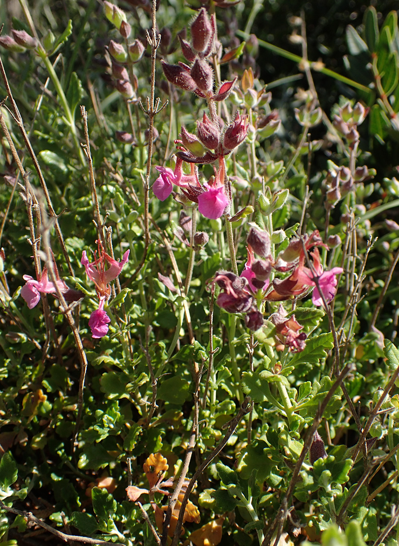 Image of Teucrium divaricatum specimen.