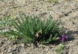 Oxytropis chiliophylla