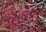 Sphagnum russowii