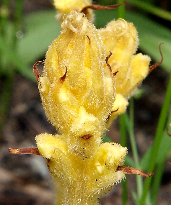 Image of Orobanche flava specimen.