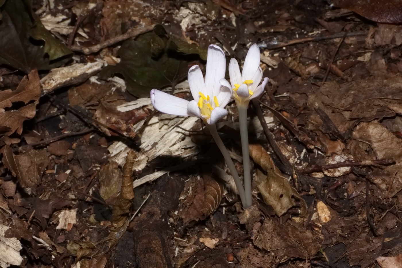 Изображение особи Colchicum umbrosum.