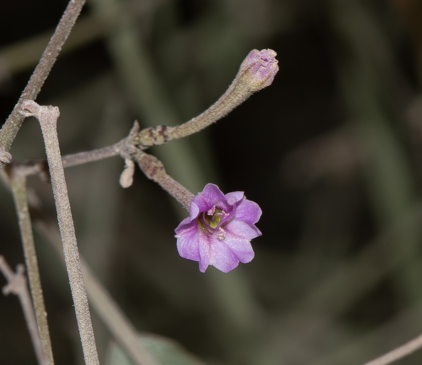 Изображение особи Commicarpus sinuatus.