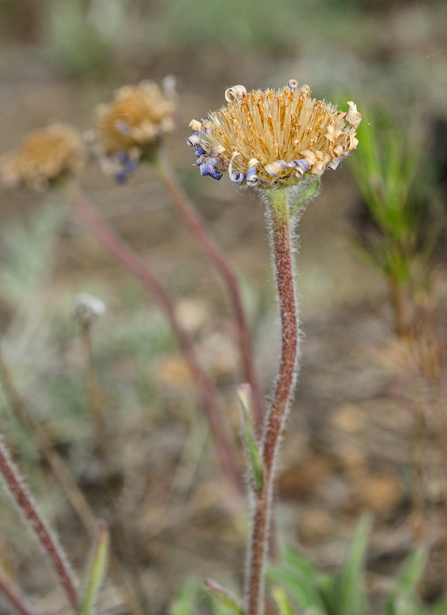 Image of Aster serpentimontanus specimen.