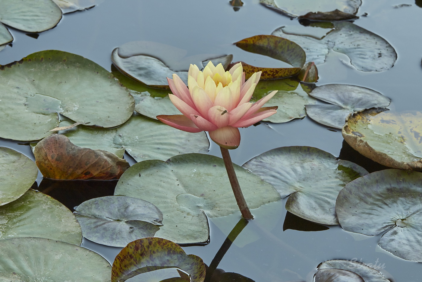 Image of Nymphaea &times; marliacea specimen.