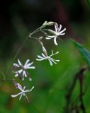 Silene nutans. Соцветие. Владимирская обл., Суздальский р-н, окр. с. Кидекша, луг на опушке сосняка. 18.08.2019.