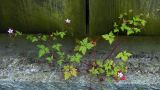 Geranium robertianum