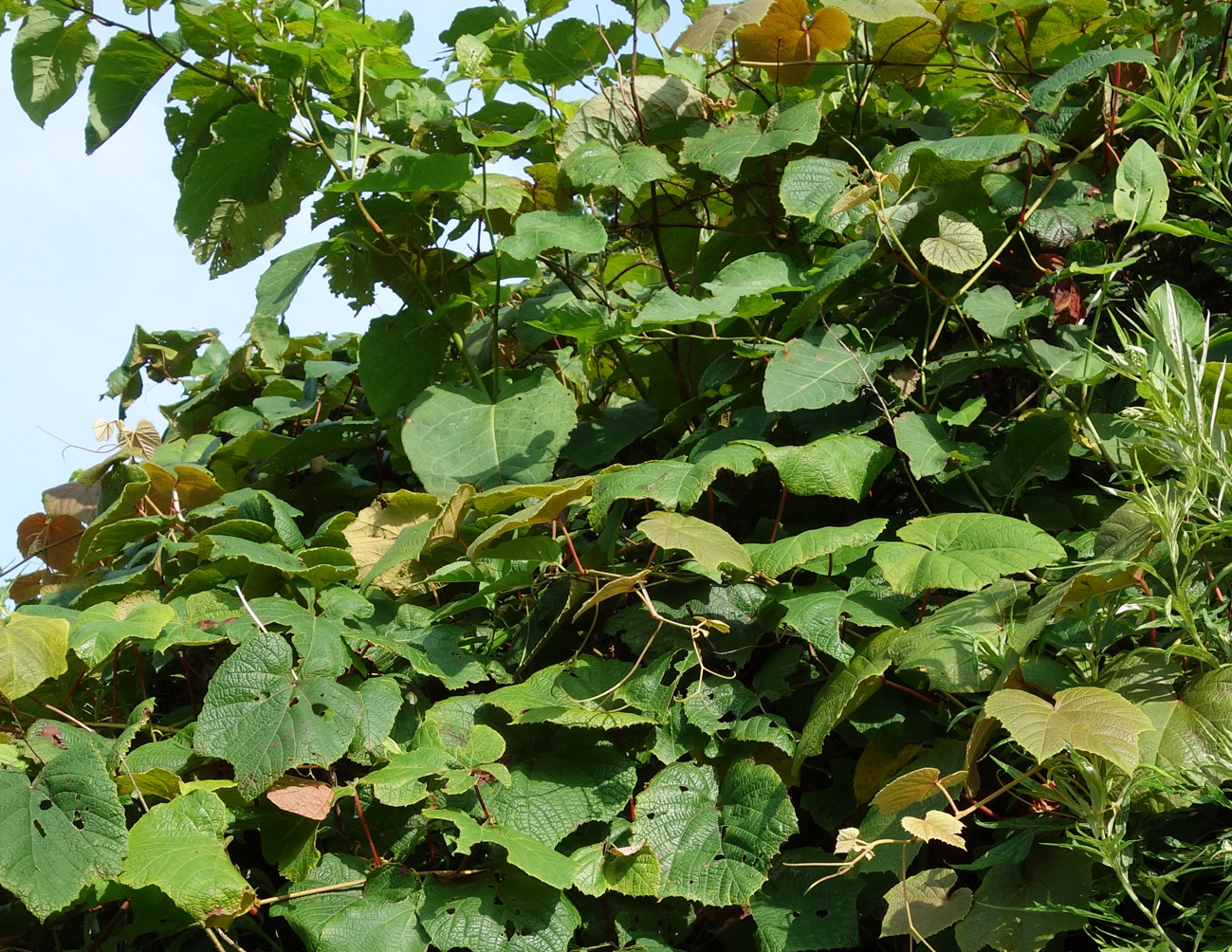 Image of Vitis coignetiae specimen.