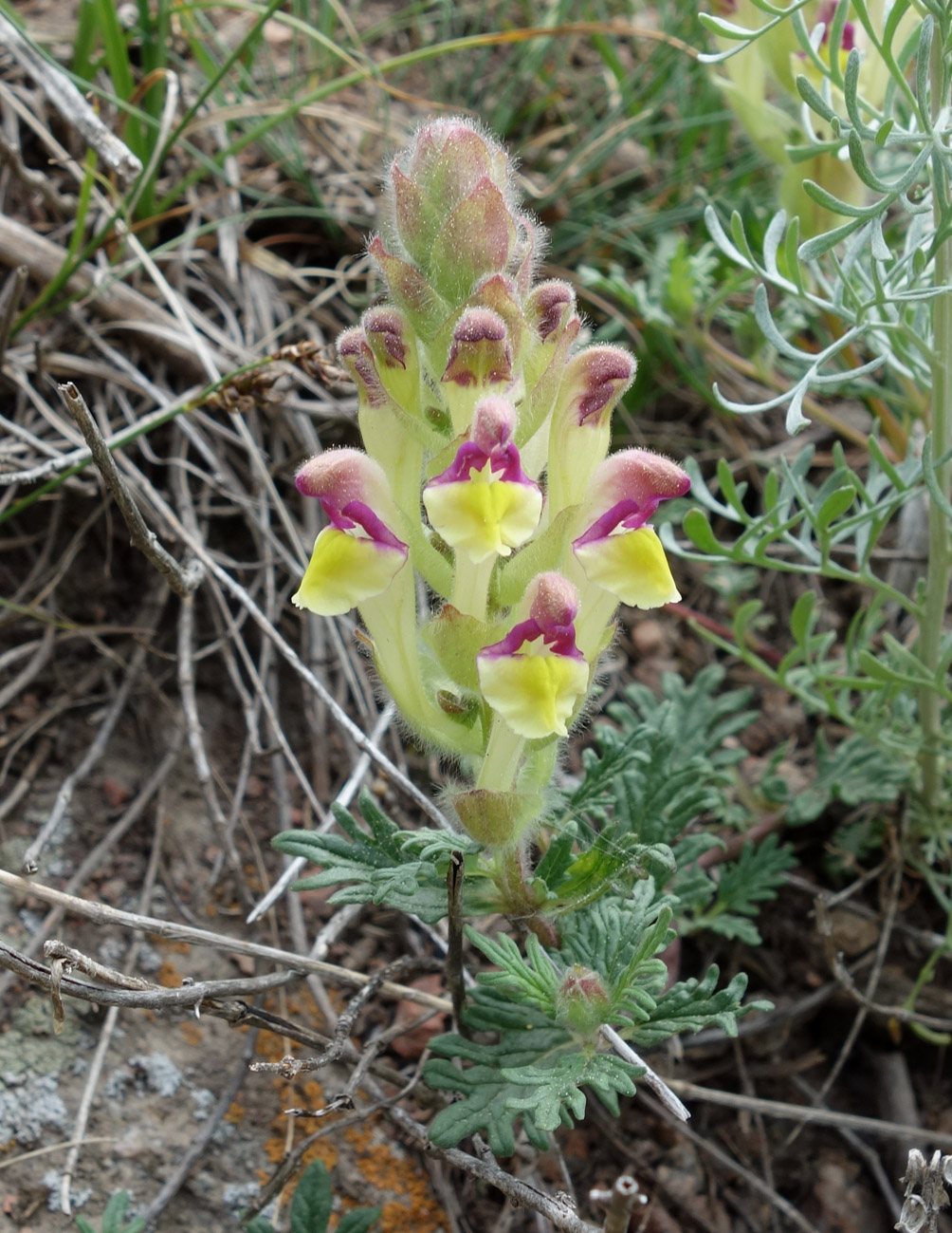 Image of Scutellaria przewalskii specimen.