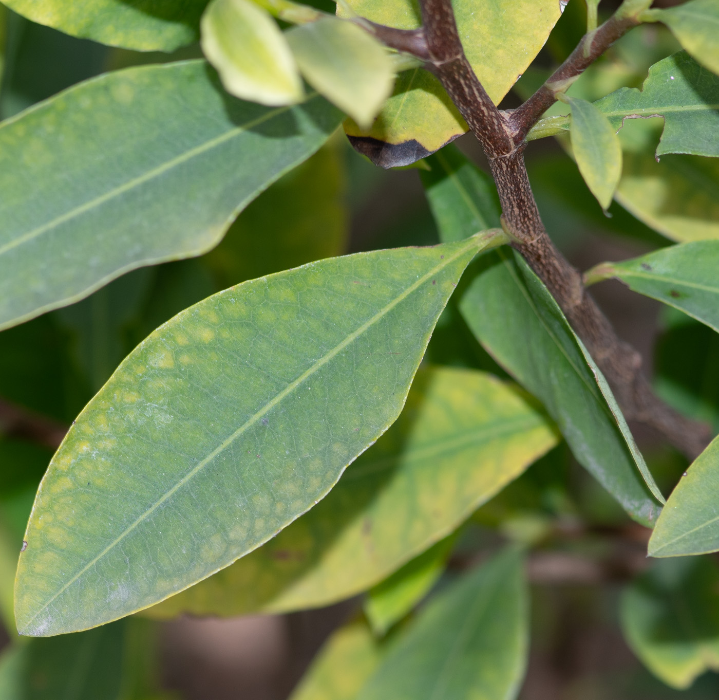 Image of Erythroxylum coca specimen.