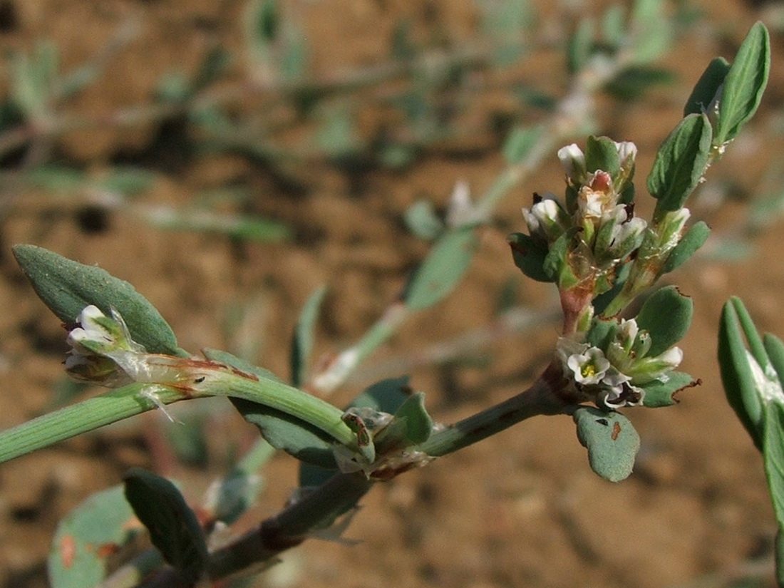 Image of Polygonum maritimum specimen.