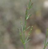 Asperula cypria