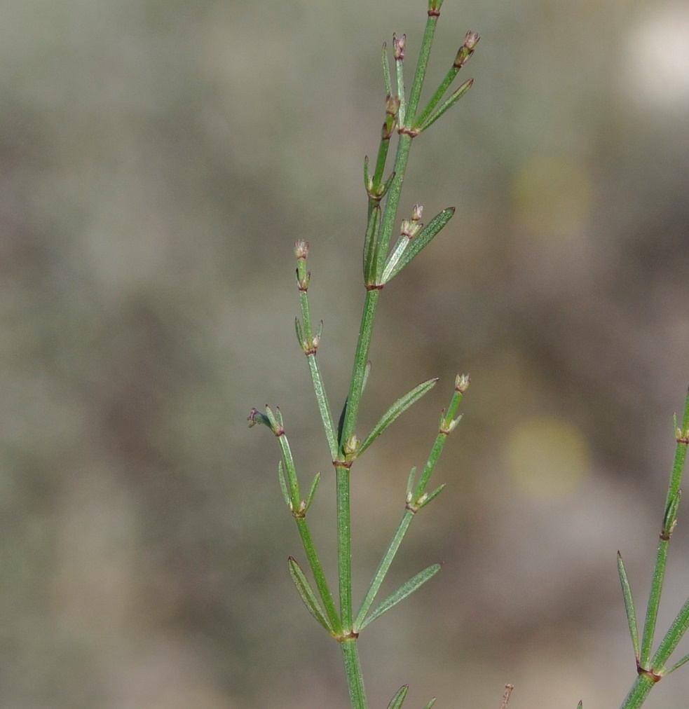 Изображение особи Asperula cypria.