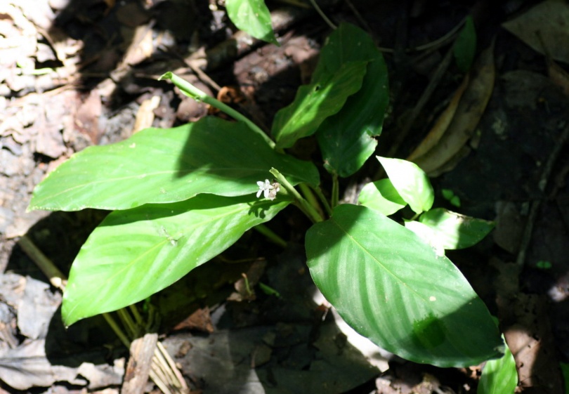 Image of Calathea micans specimen.