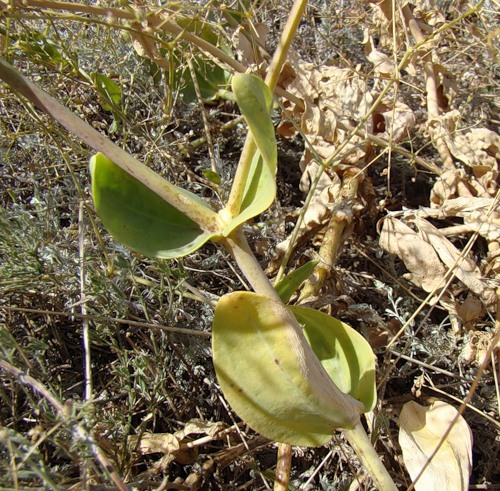 Image of Gypsophila perfoliata specimen.