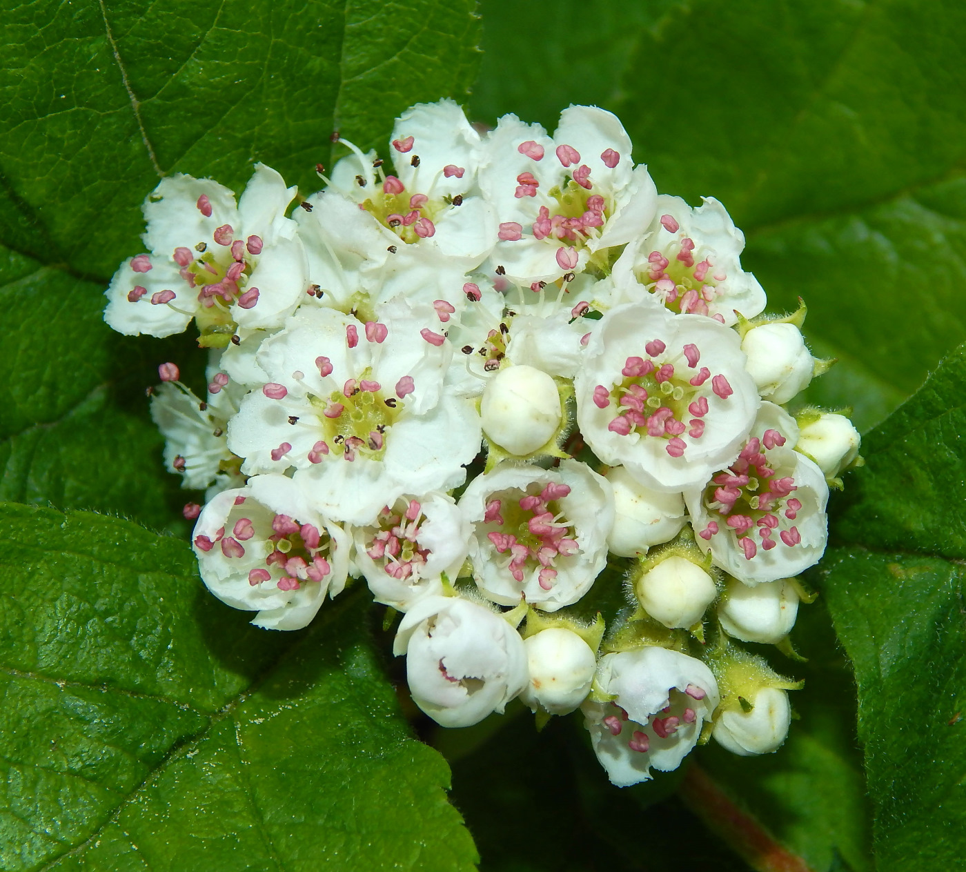 Изображение особи род Crataegus.