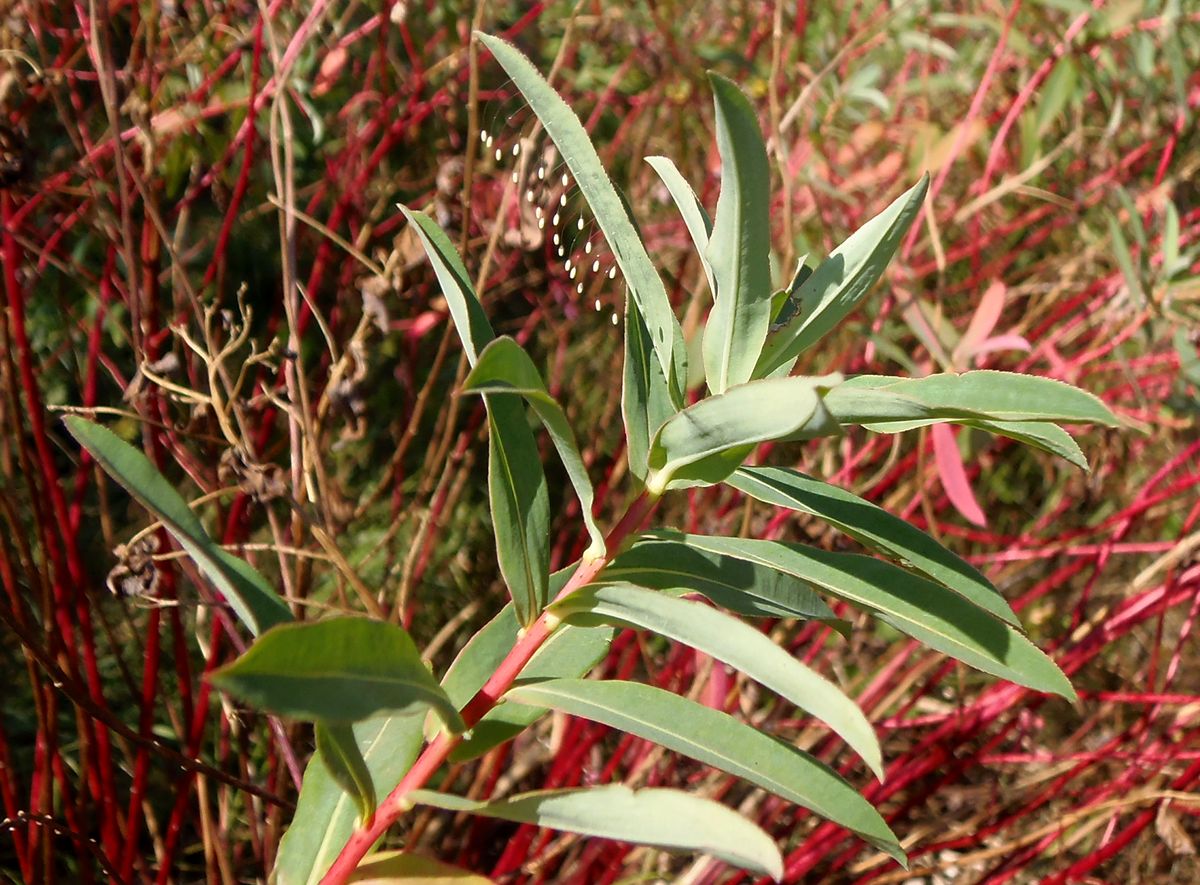 Image of Euphorbia villosa specimen.