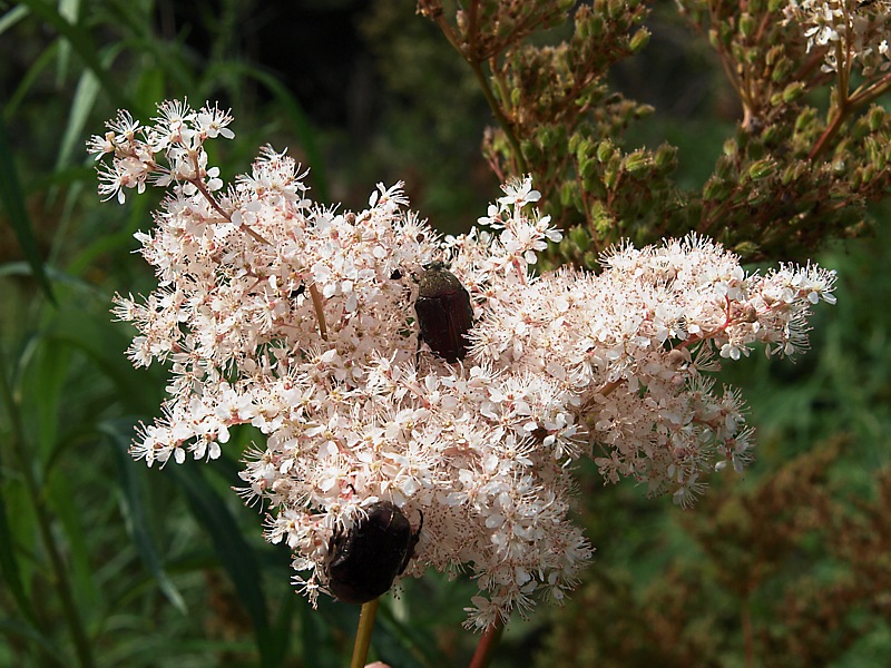 Image of Filipendula glaberrima specimen.