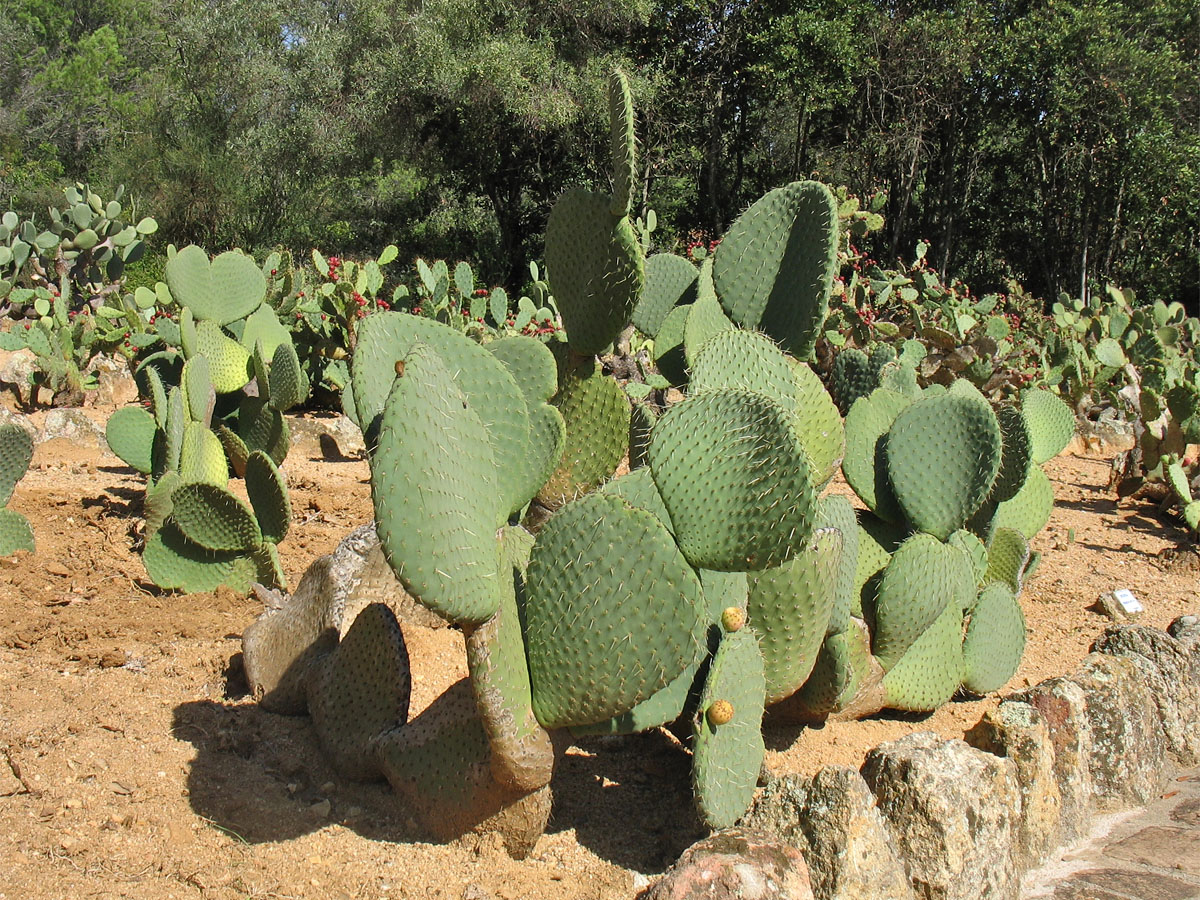 Изображение особи Opuntia orbiculata.