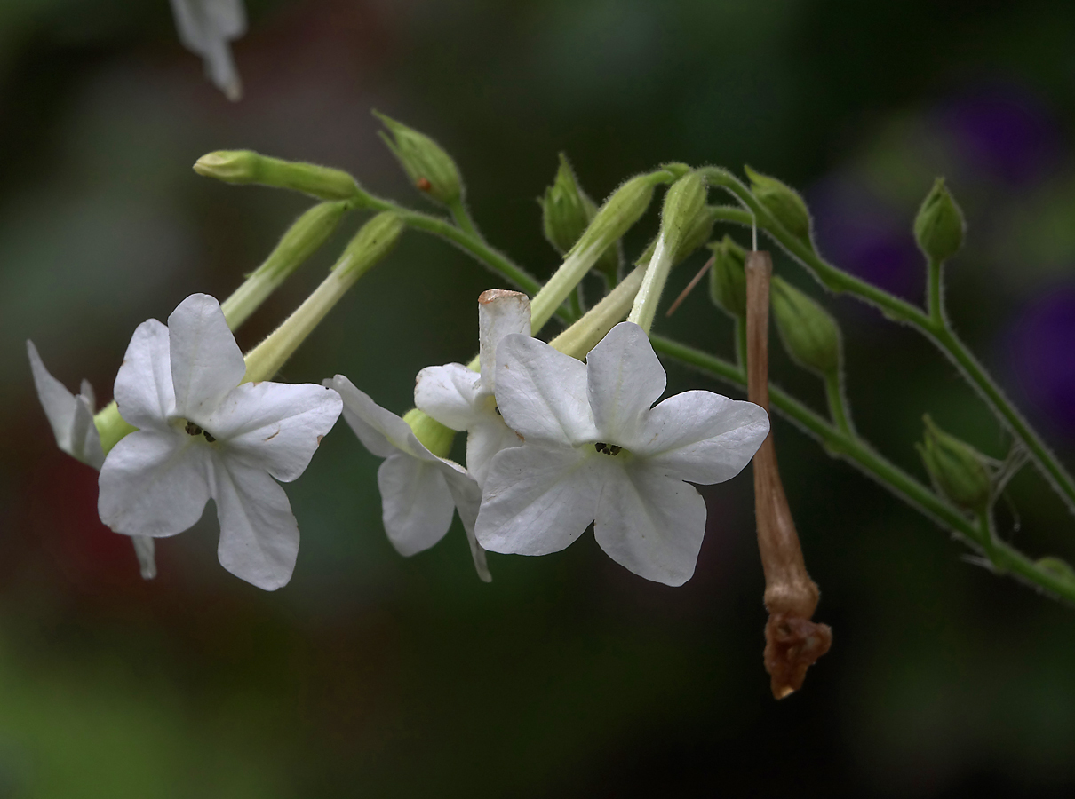 Image of Nicotiana alata specimen.