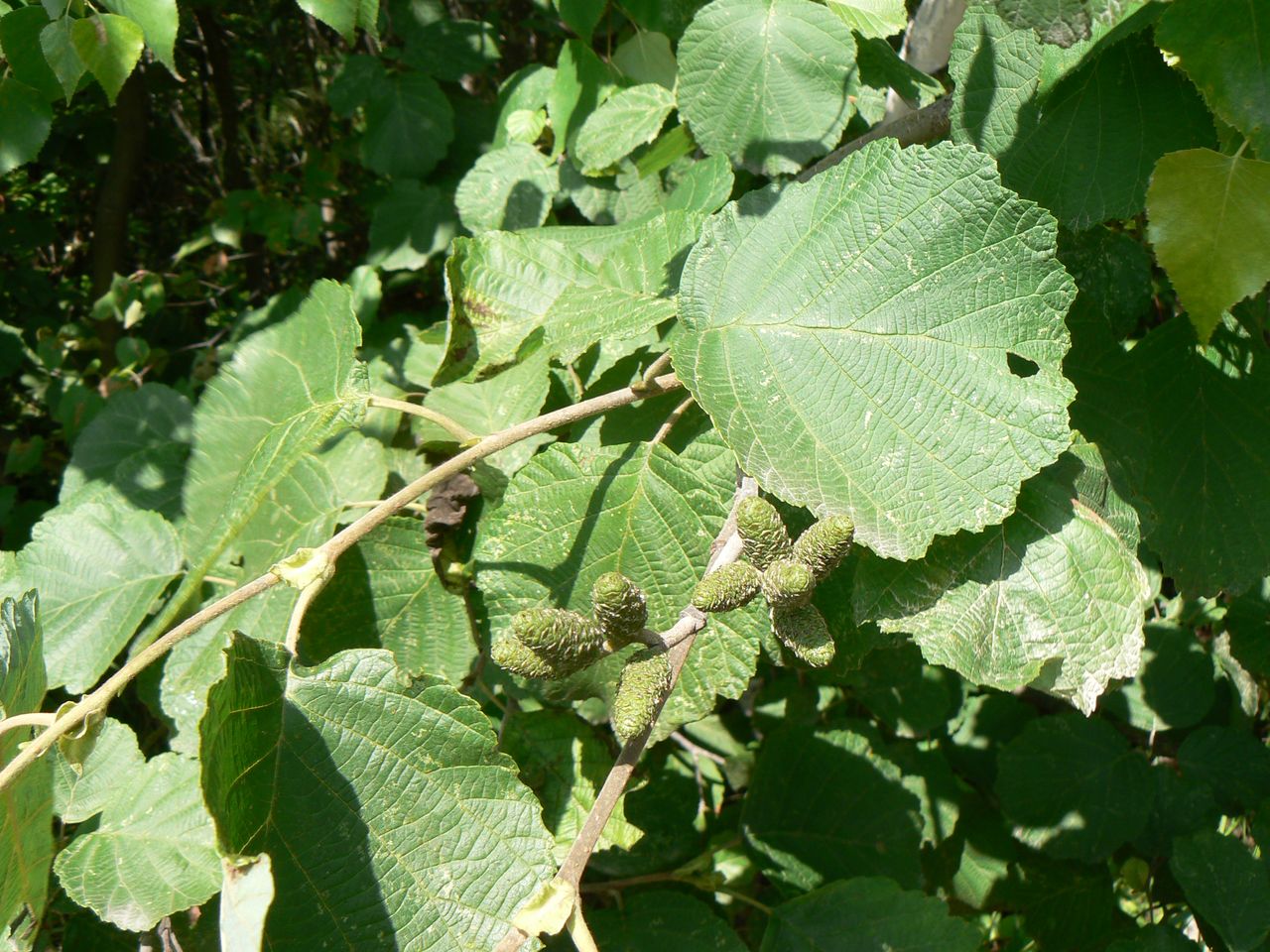 Image of Alnus hirsuta specimen.