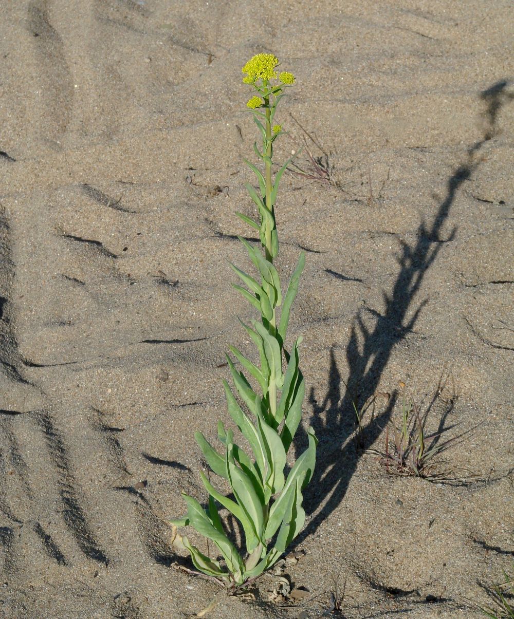 Image of Isatis oblongata specimen.