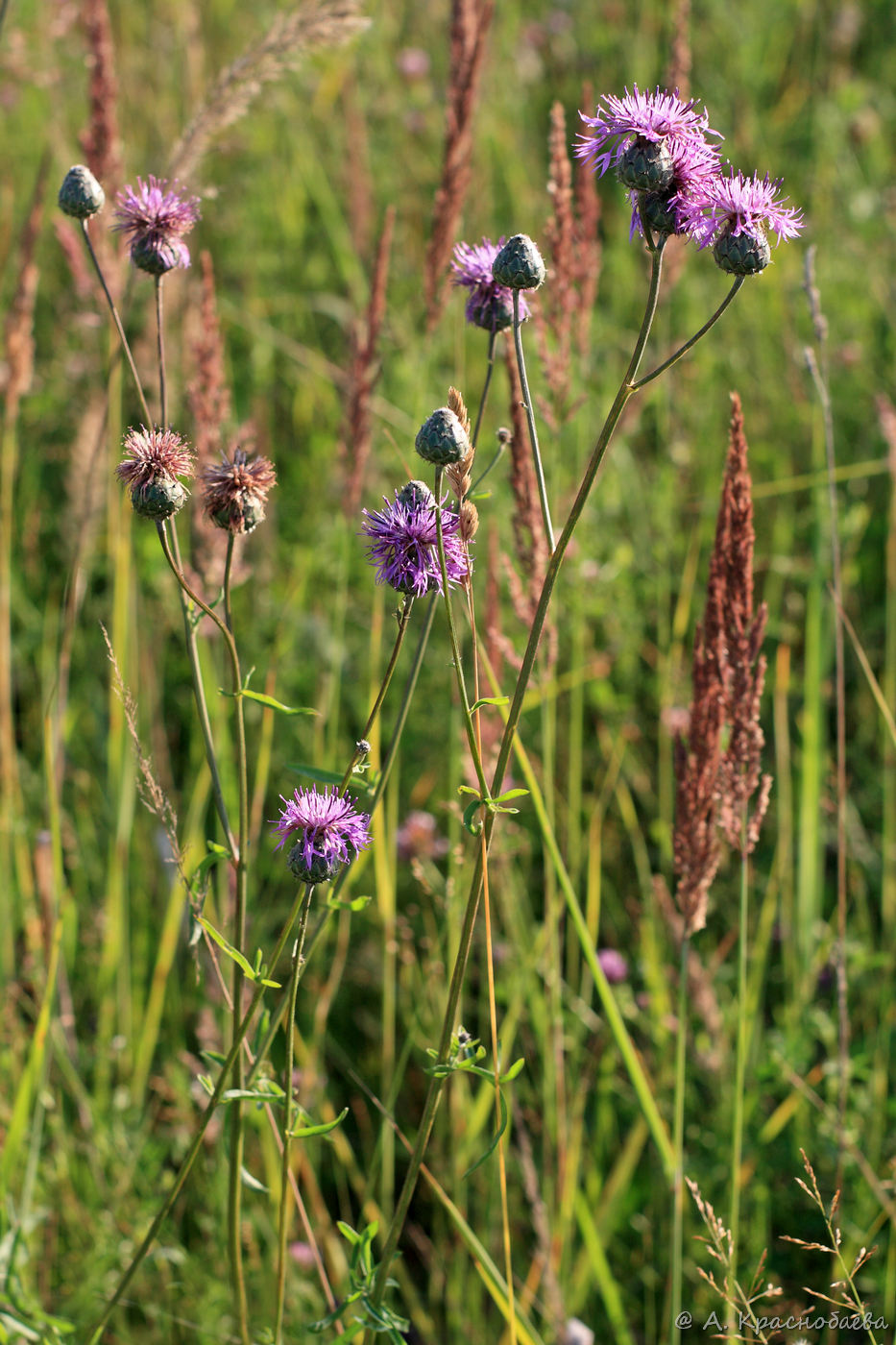 Image of Centaurea scabiosa specimen.